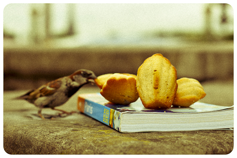 Madeleines and a feathered thief