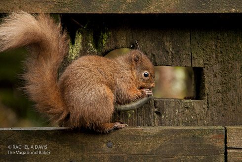 Baby Red Squirrel