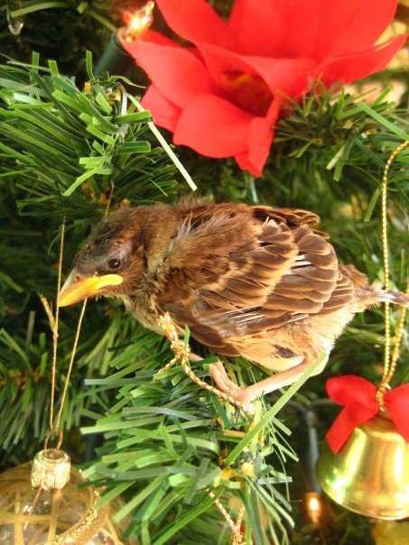 New Zealand, Sparrow