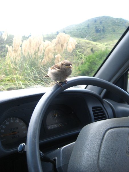 New Zealand, Sparrow