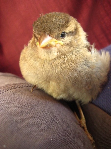 New Zealand, Sparrow