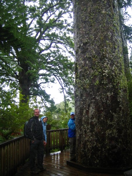 New Zealand, Sparrow