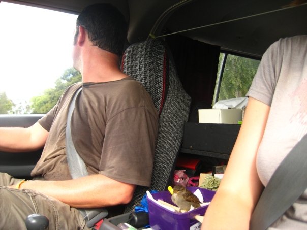 New Zealand, Sparrow