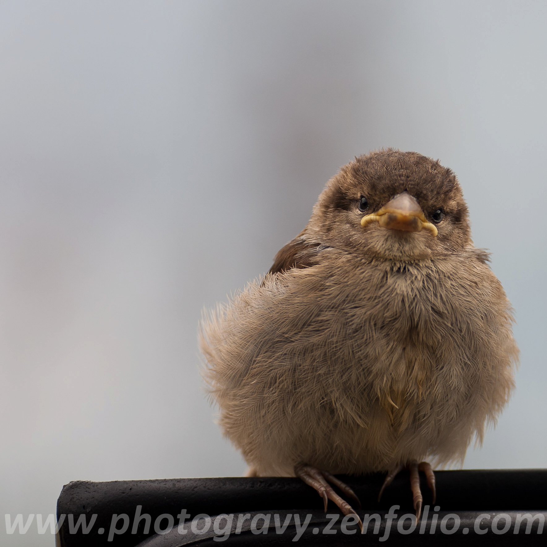 New Zealand, Sparrow