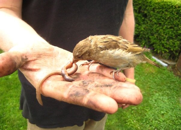 New Zealand, Sparrow