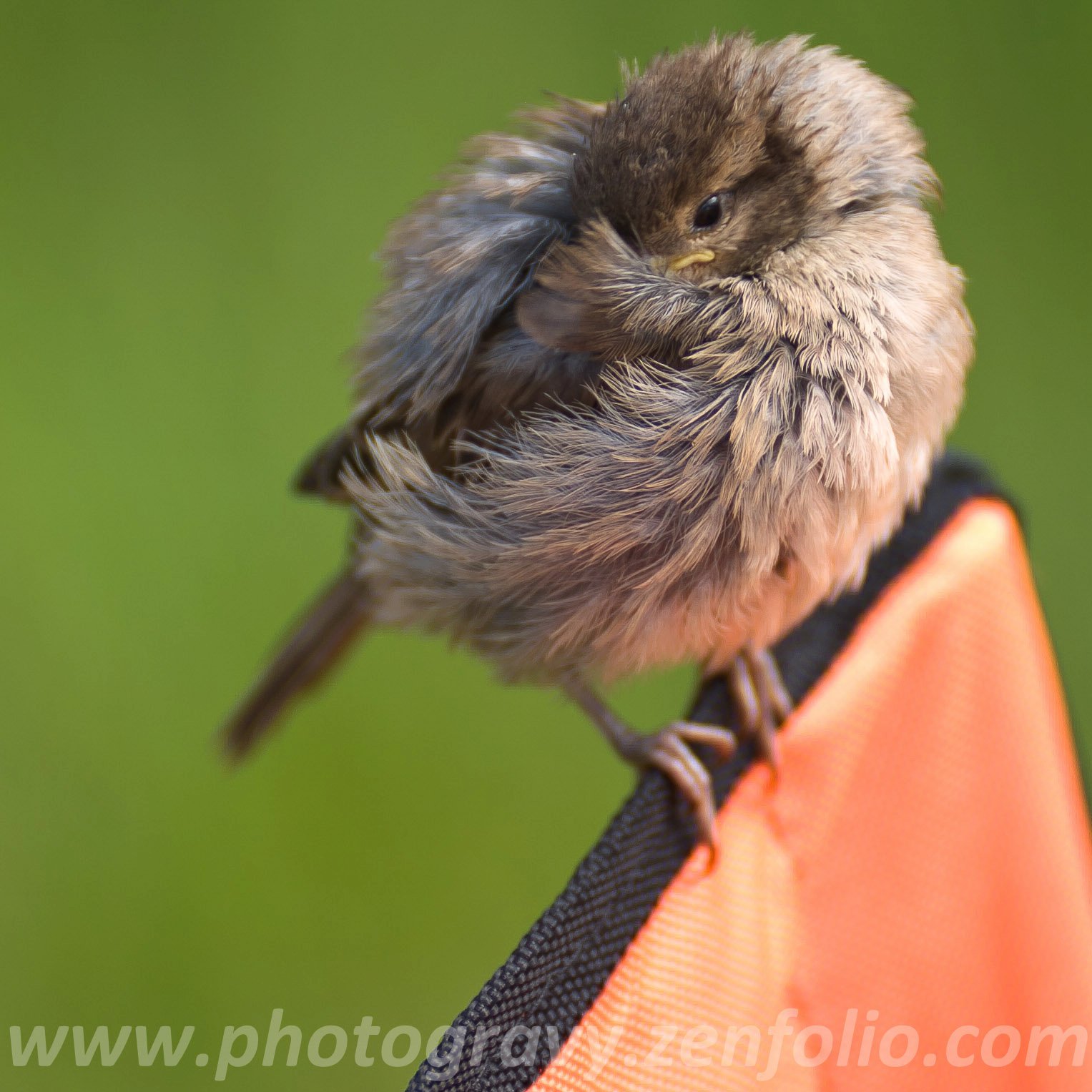 New Zealand, Sparrow