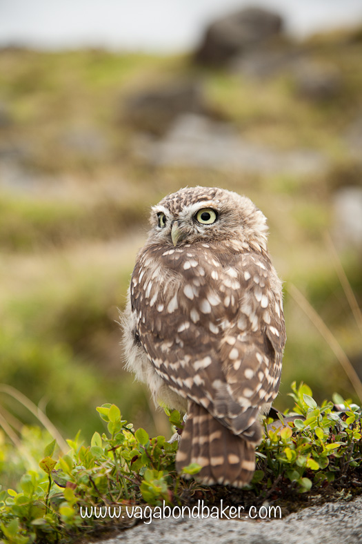 Beautiful Birds of Prey {via a Photography Workshop}