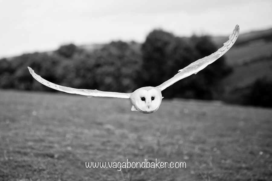Beautiful Birds of Prey {via a Photography Workshop}