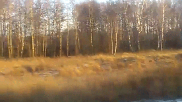 Siberia: a rotating landscape of trees