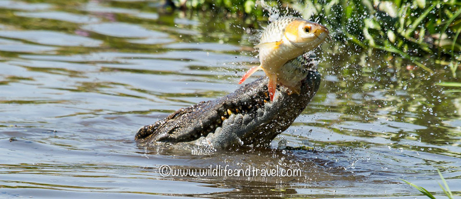 Siamese Crocodile, Cat Tien National Park, photo by C.T.Hodgson
