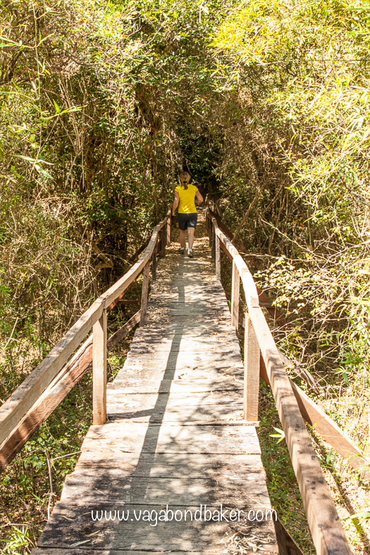 A boardwalk through part of the jungle