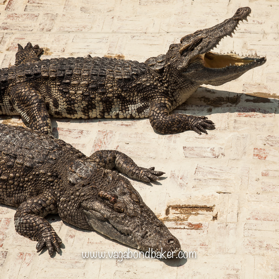 I wonder if they can sense their fate.