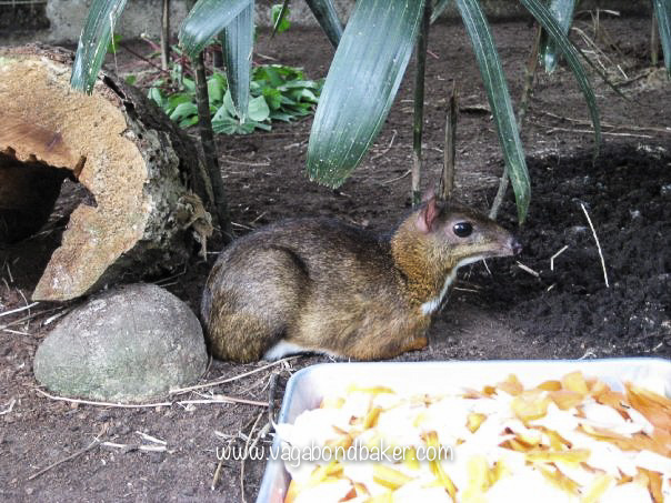 Mouse deer, Melaka