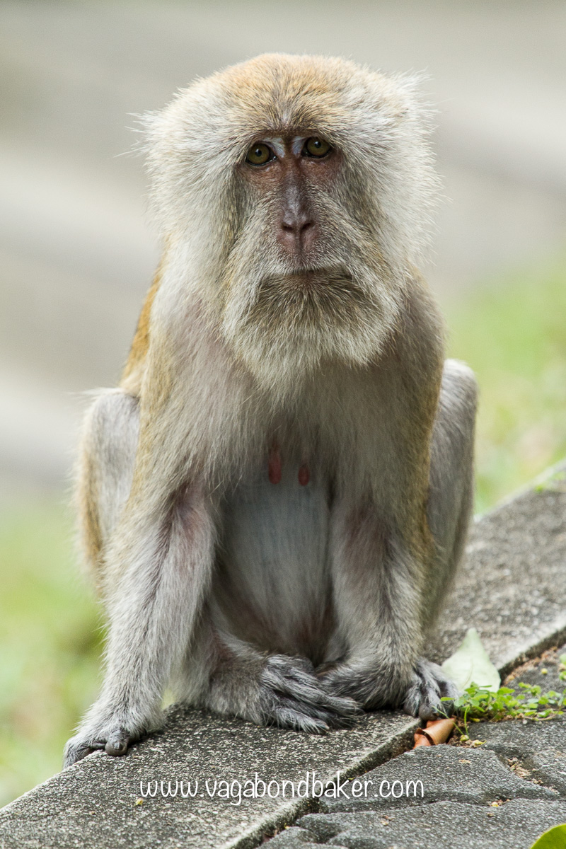 Penang Hill | Malaysia-5916
