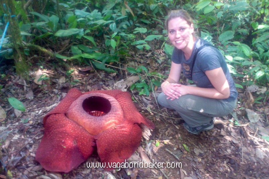 Cameron Highlands | Malaysia