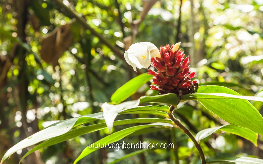 Cameron Highlands | Malaysia