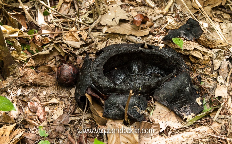 Cameron Highlands | Malaysia