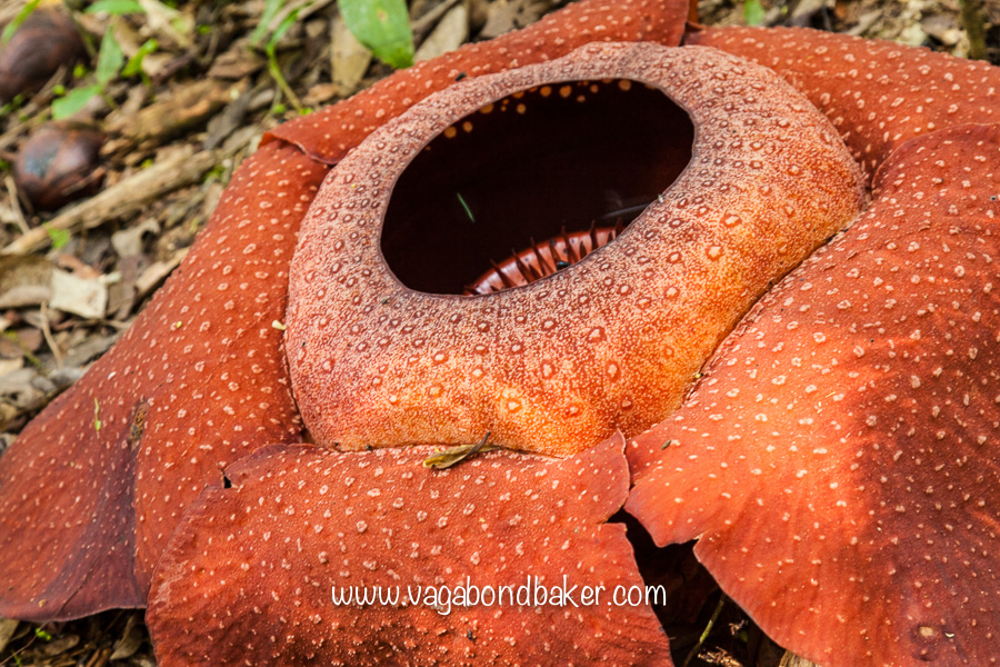 Cameron Highlands | Malaysia