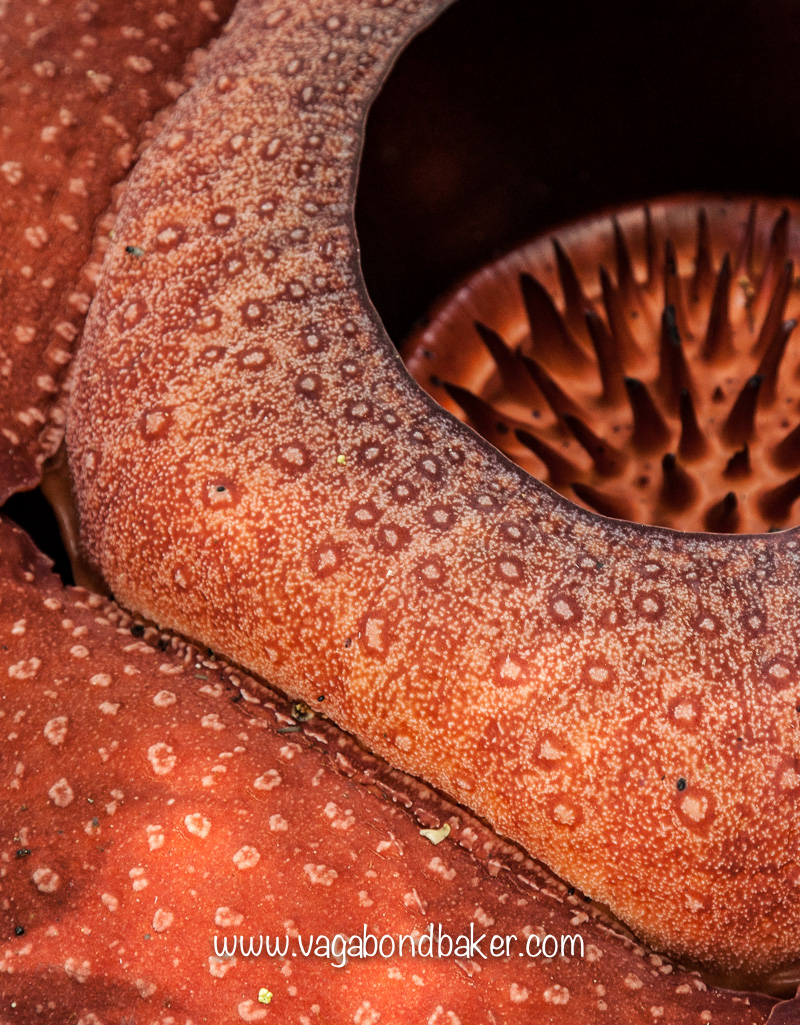 Cameron Highlands | Malaysia