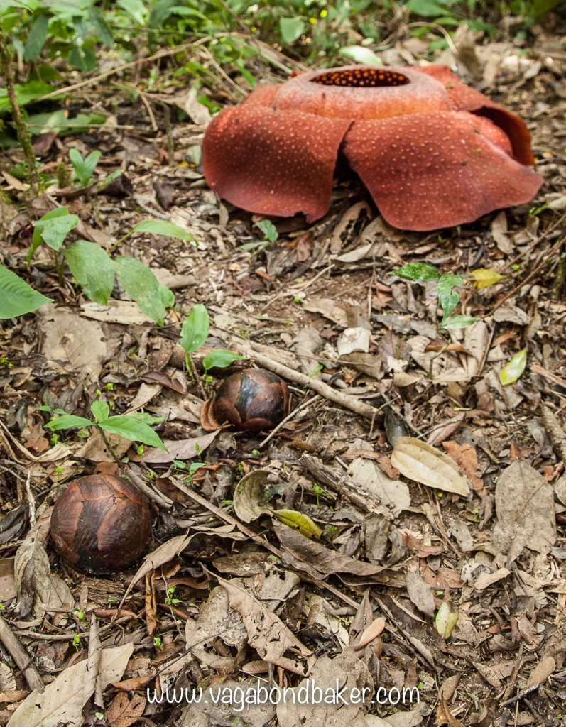 Cameron Highlands | Malaysia