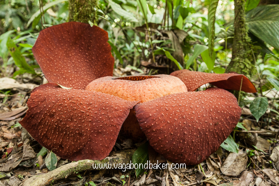 Cameron Highlands | Malaysia