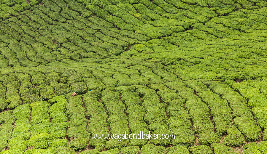 Cameron Highlands | Malaysia