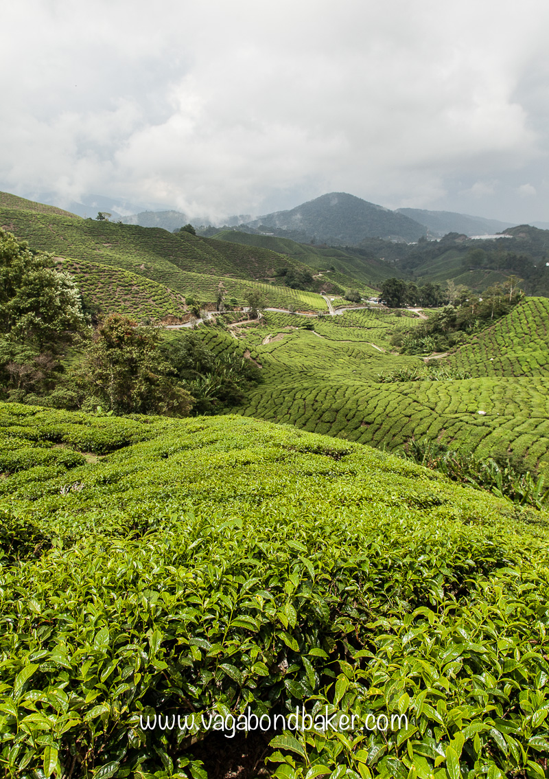 Cameron Highlands, Malaysia, Boh Sungei Palas Tea Estate