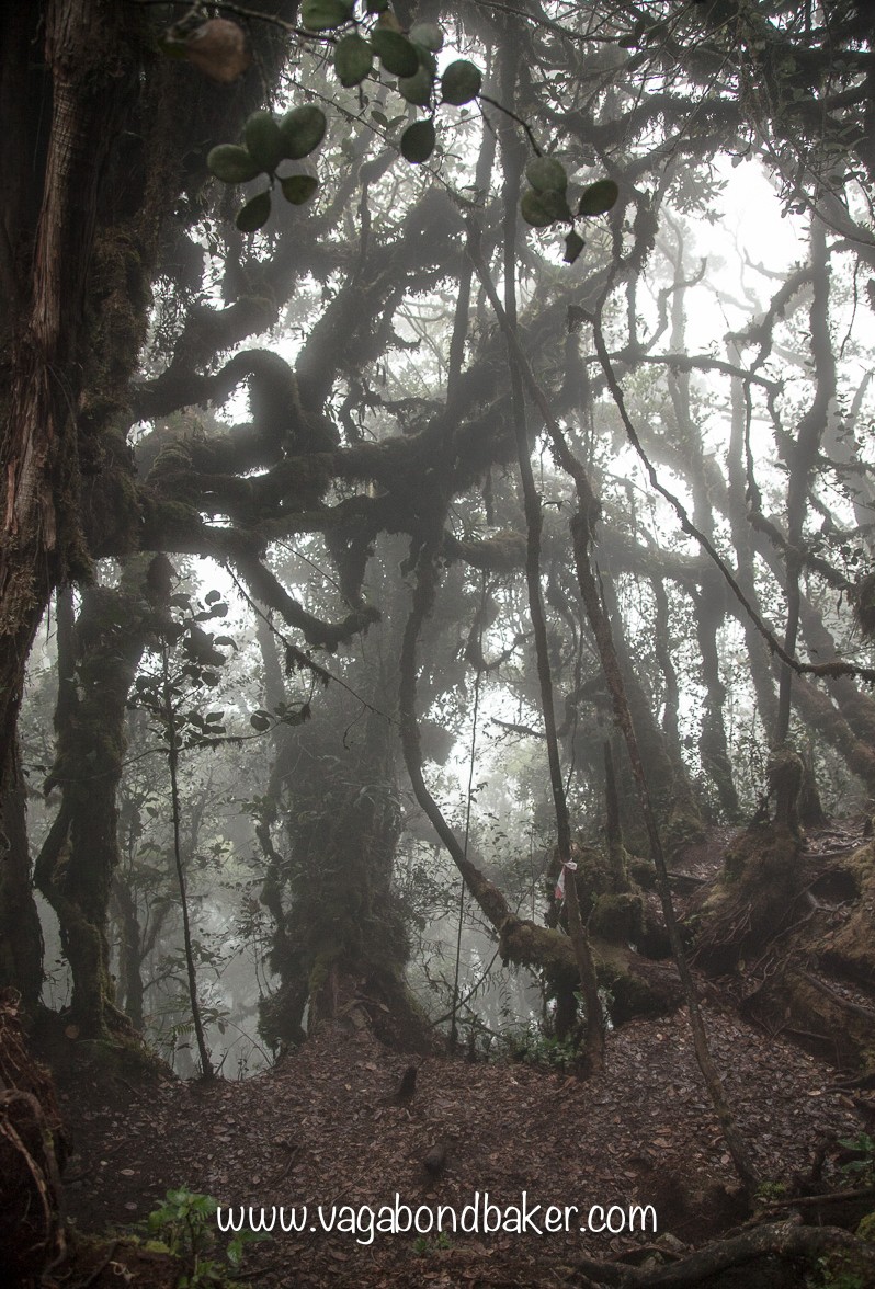 Cameron Highlands | Malaysia