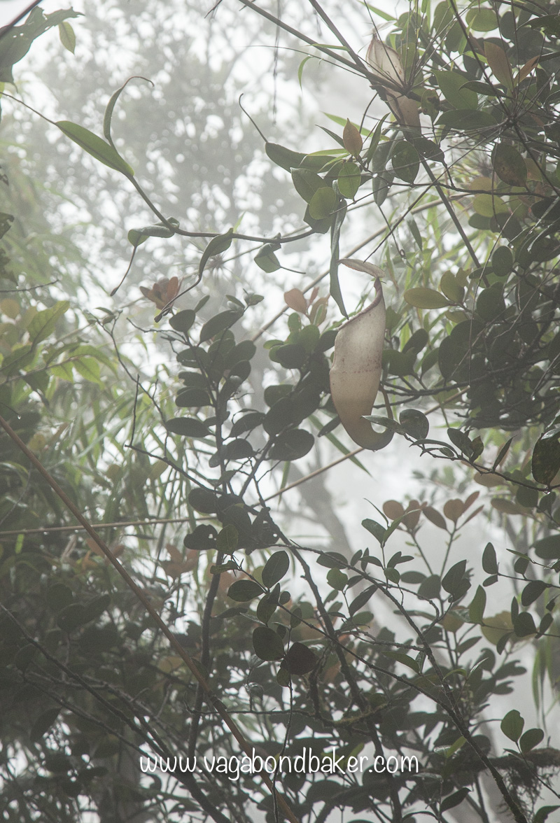 Cameron Highlands | Malaysia