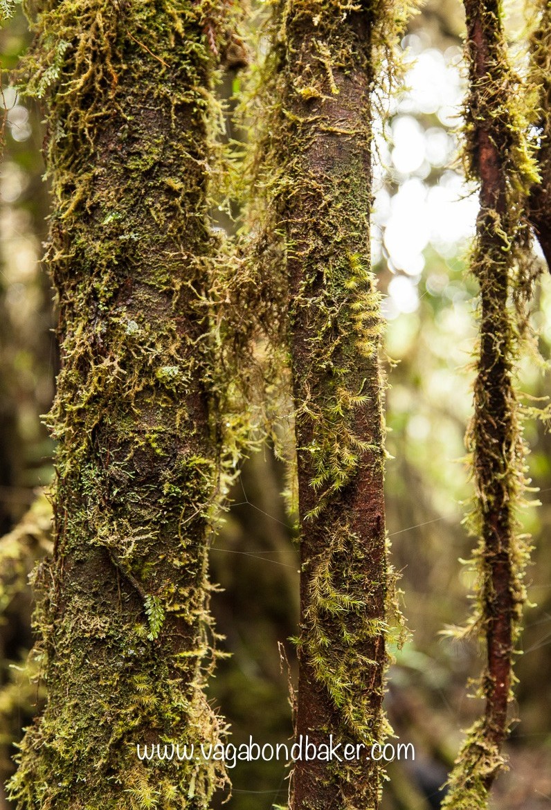 Cameron Highlands | Malaysia
