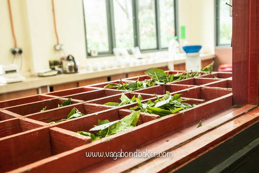 Cameron Highlands | Malaysia