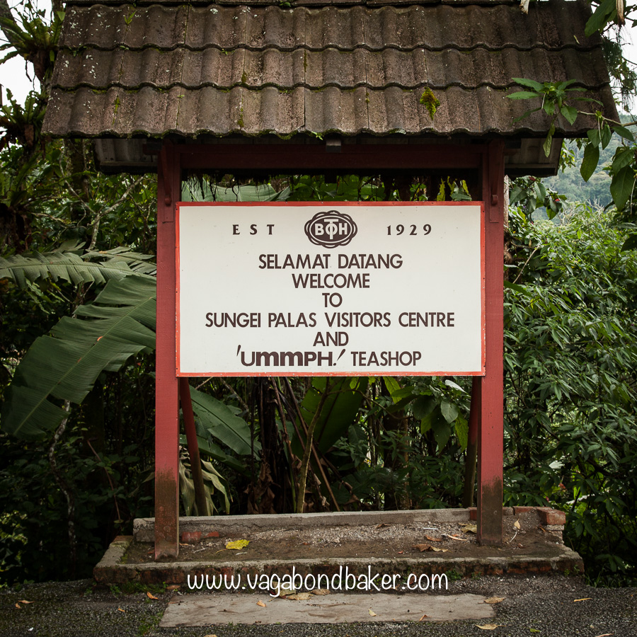 Cameron Highlands | Malaysia