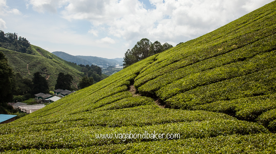 Cameron Highlands | Malaysia