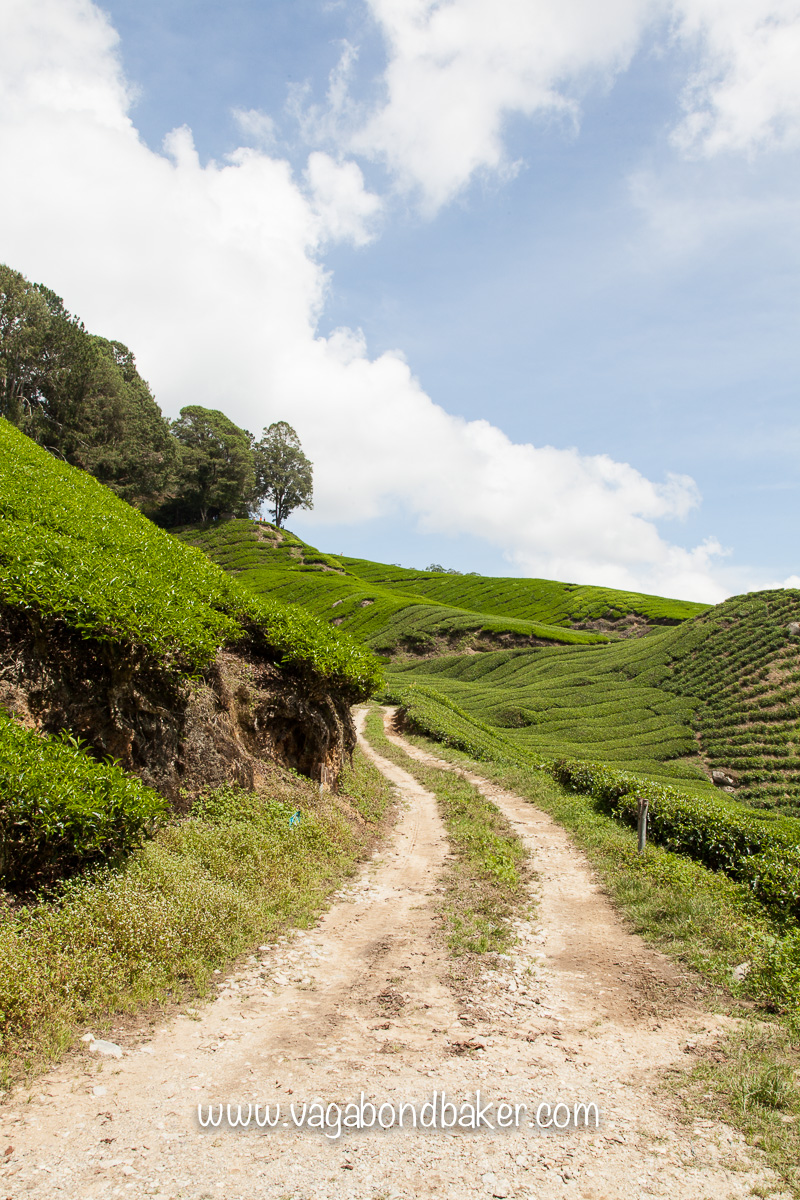 Cameron Highlands | Malaysia