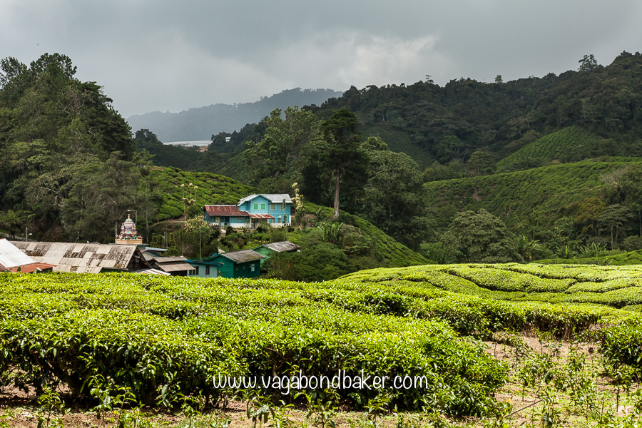 Cameron Highlands, Malaysia, Boh Sungei Palas Tea Estate