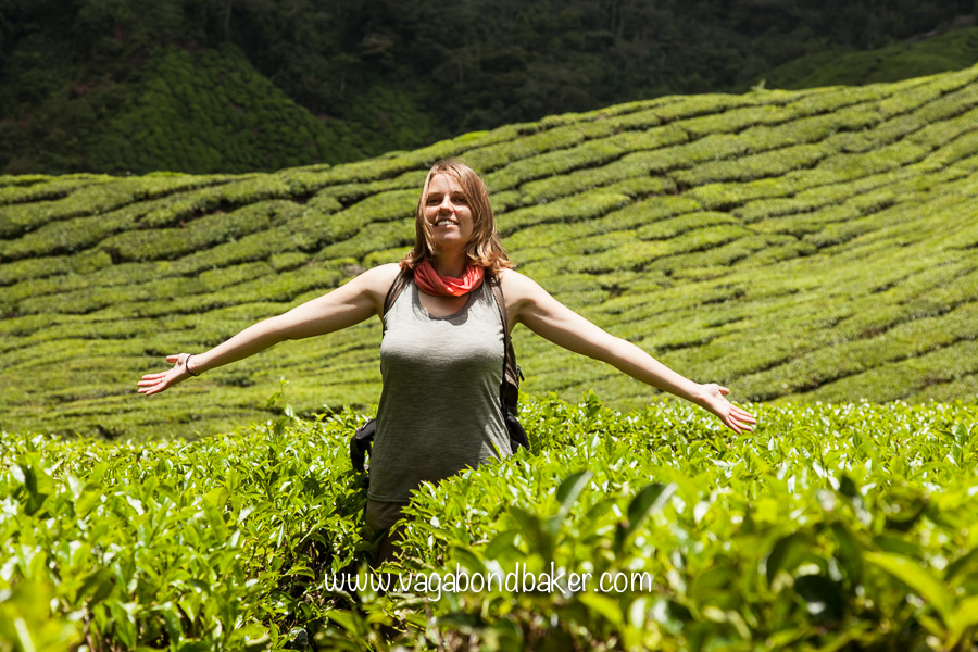 Cameron Highlands | Malaysia