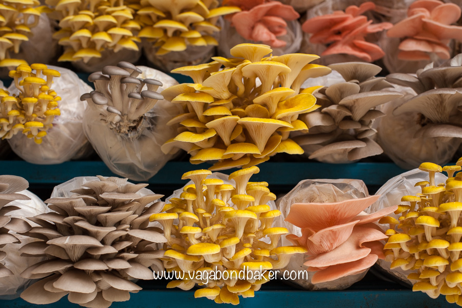 Cameron Highlands | Malaysia