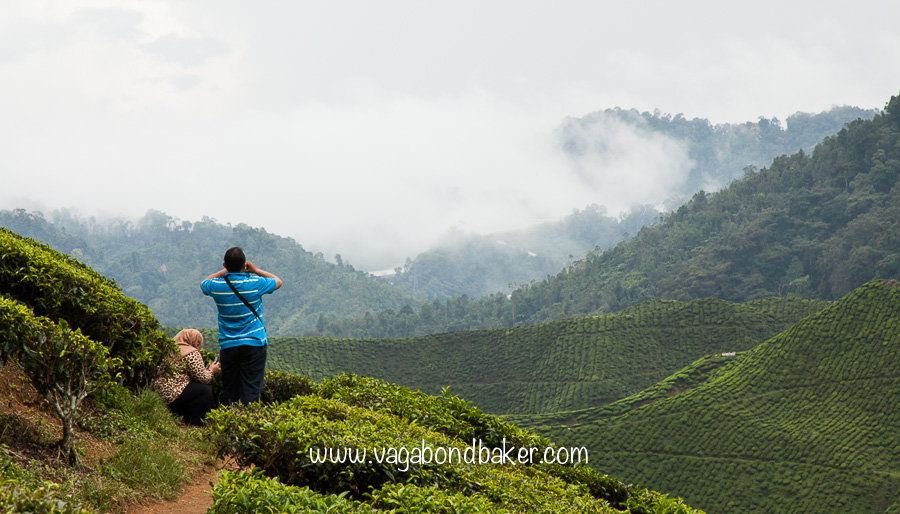 Cameron Highlands | Malaysia