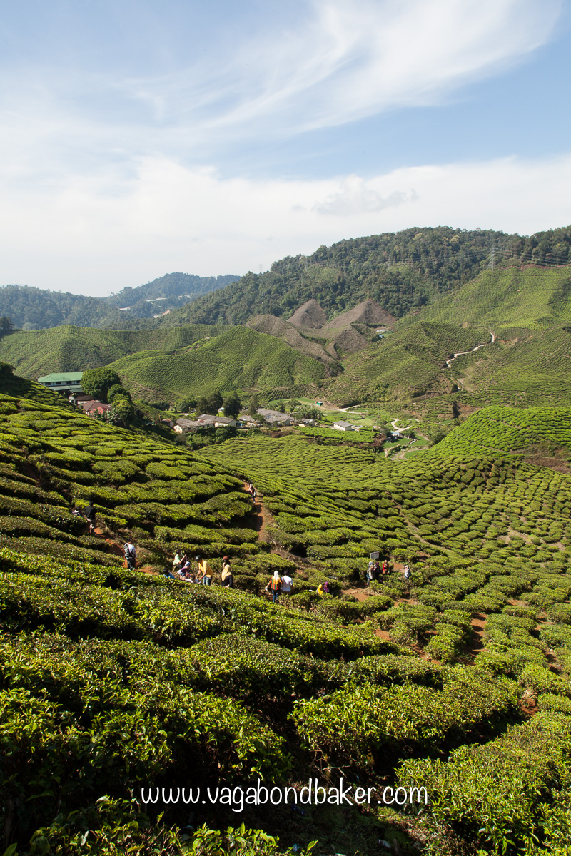 Cameron Highlands | Malaysia