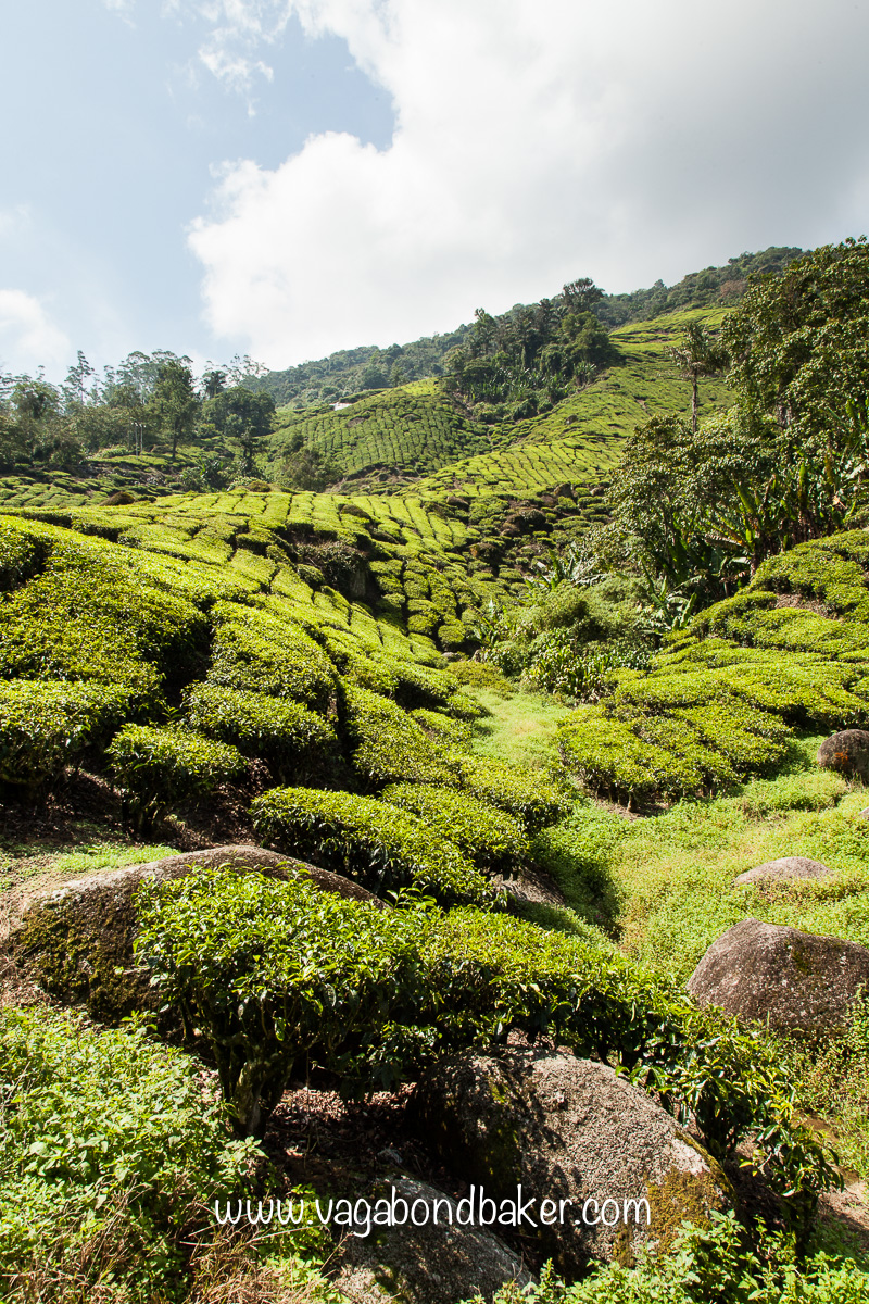 Cameron Highlands | Malaysia
