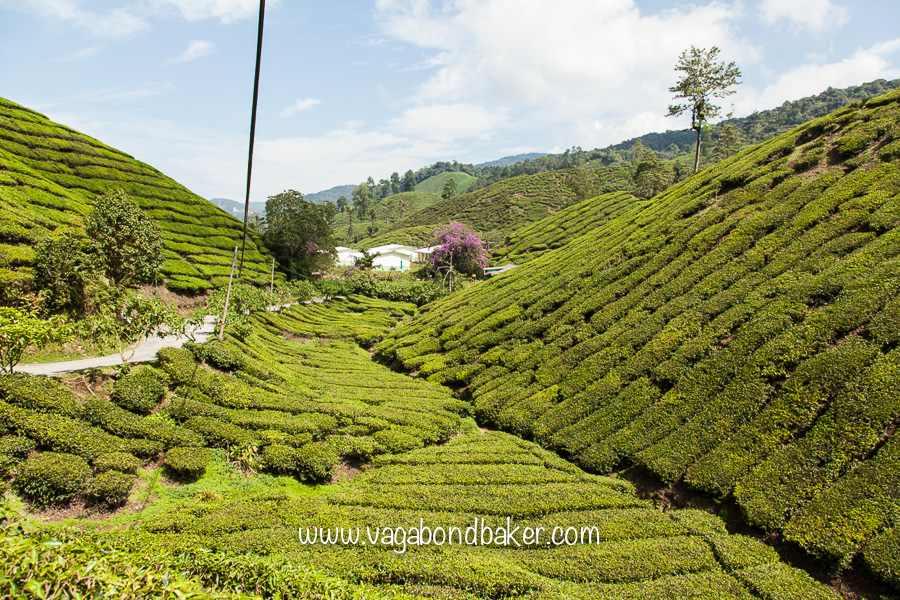 Cameron Highlands | Malaysia
