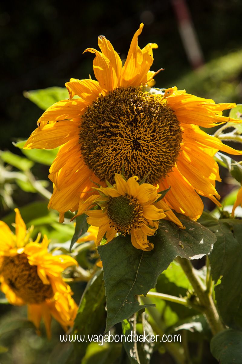 Cameron Highlands | Malaysia
