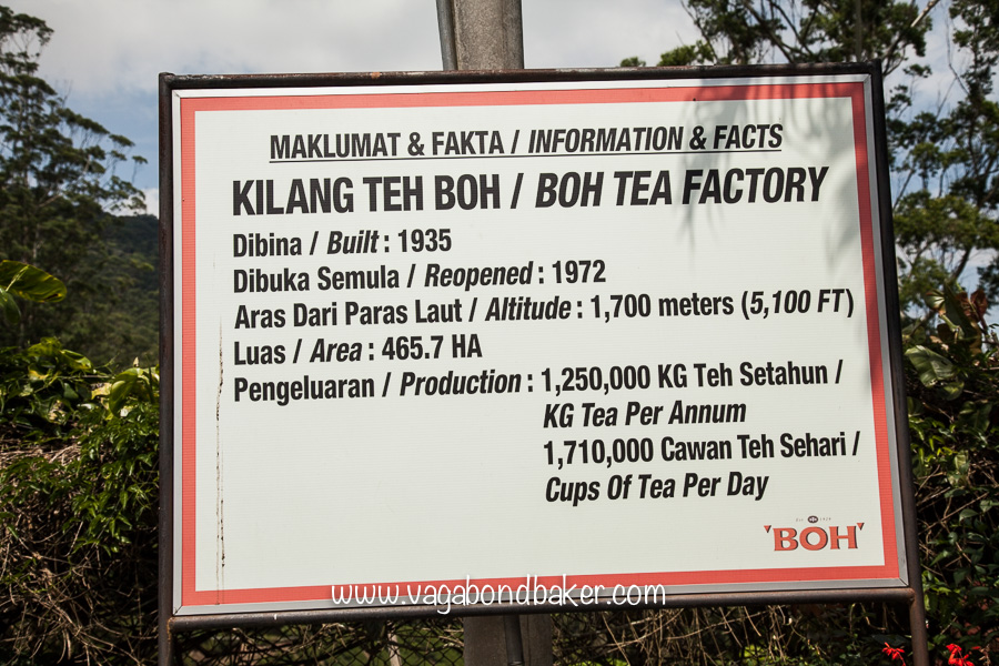 Cameron Highlands | Malaysia