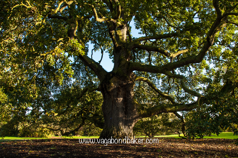Kew Gardens in Autumn