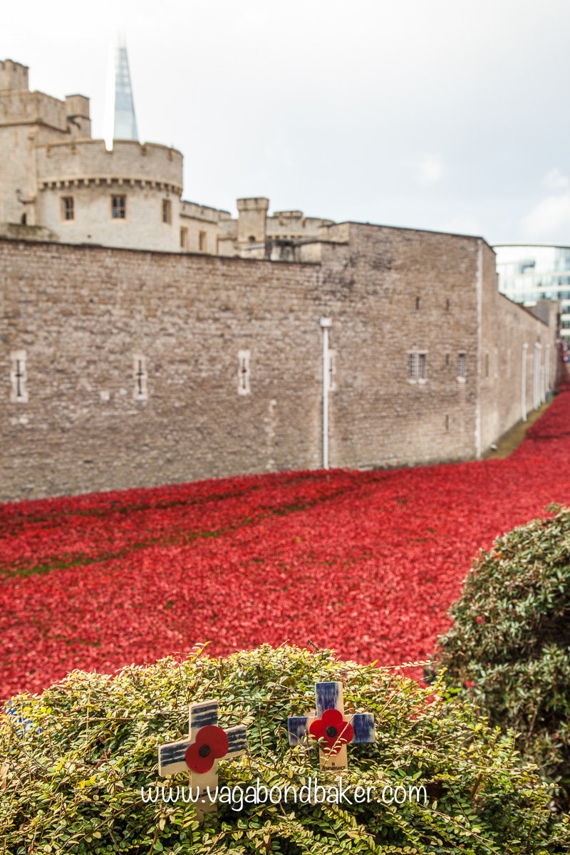 Poppies at the Tower