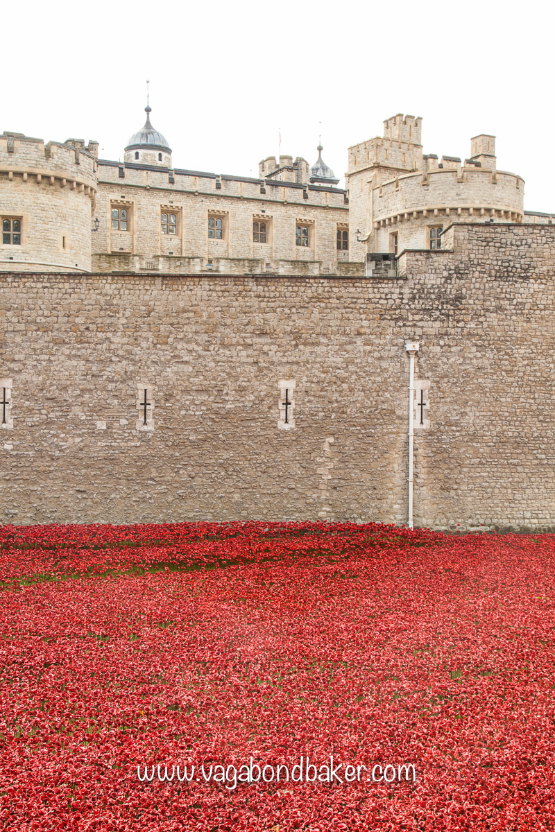Poppies at the Tower