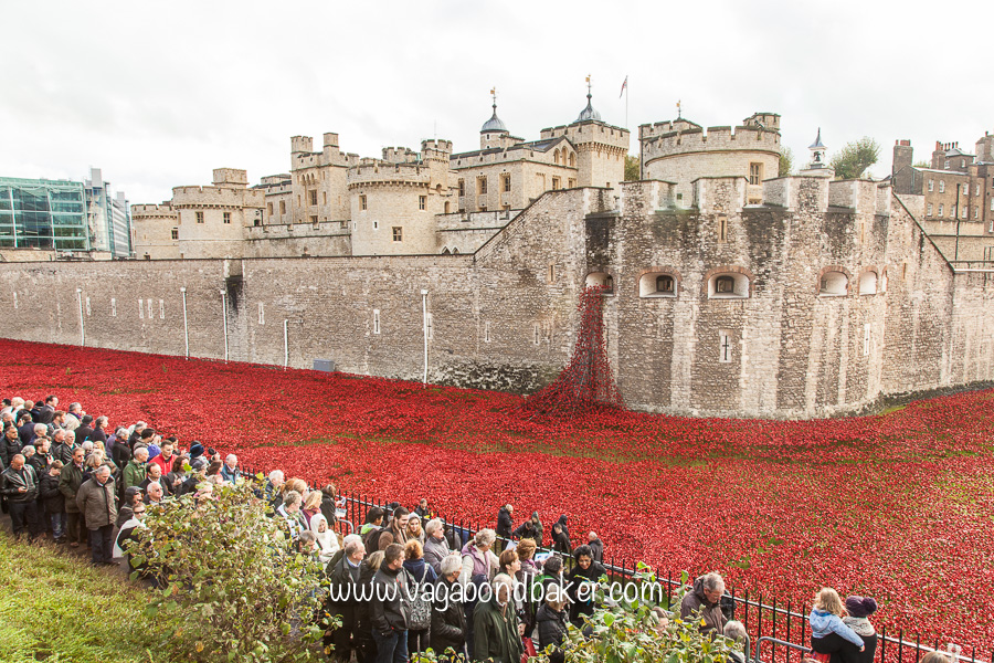 Poppies at the Tower