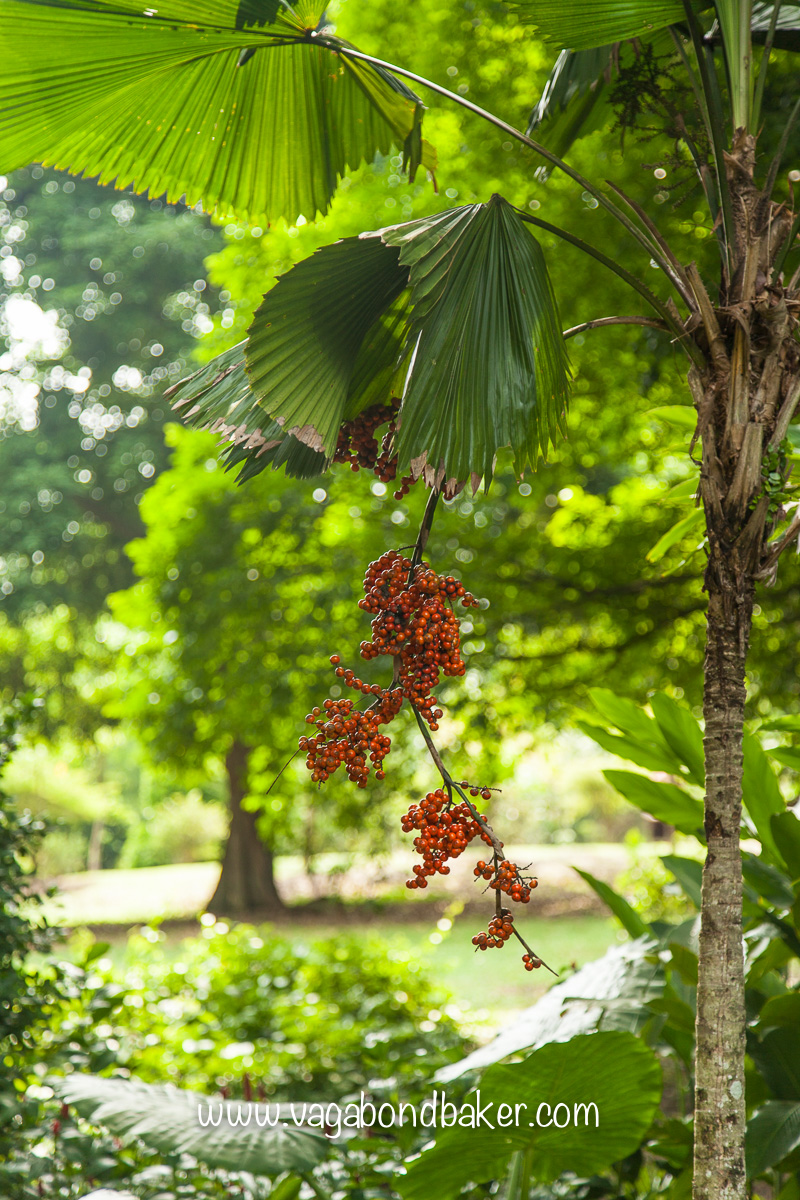 Singapore Botanic Gardens, free things to do in Singapore