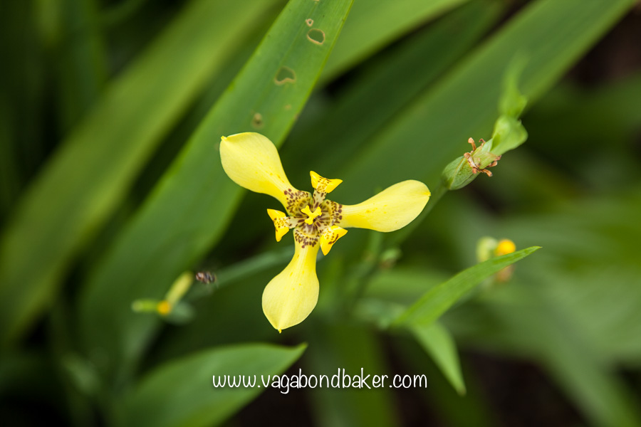 Singapore Botanic Gardens, free things to do in Singapore