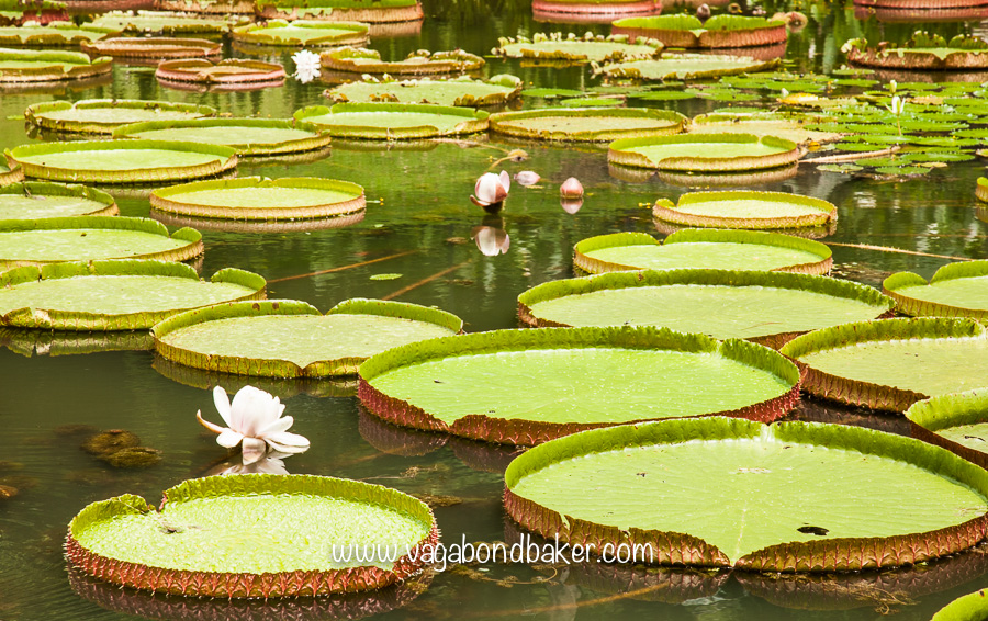 Singapore Botanic Gardens, free things to do in Singapore